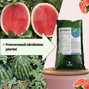 БИОПАК Етап 4 Дини - Развитие на листа - Зреене - Img 4