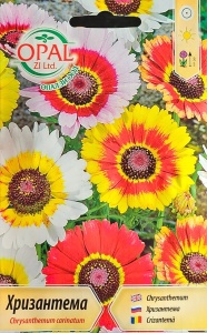 Хризантема, Семена на chrysanthema tufanica, височина ок. 60 см