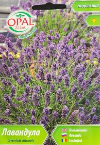 Лавандула, Семена от lavandula officinalis, ароматно и декоративно растение