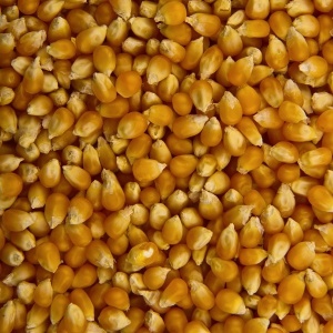 Porumb popcorn, 1 kg - Img 4