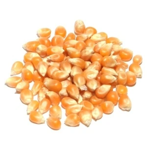 Porumb popcorn, 500 gr - Img 2