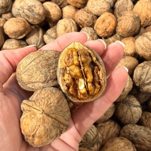 Nuci in coaja, ECO 1 Kg