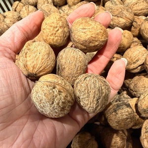 Nuci in coaja, ECO, 1kg