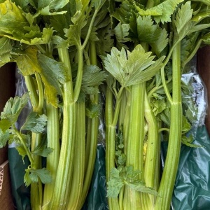 Telina de tulpina, apio, ECO, 1buc (min 400g)