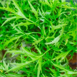 Mizuna, ECO, 120g