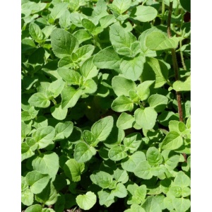 Oregano, ECO, 30g - Img 2