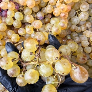 Struguri Ceasla romaneasca, ECO, 1kg - Img 2