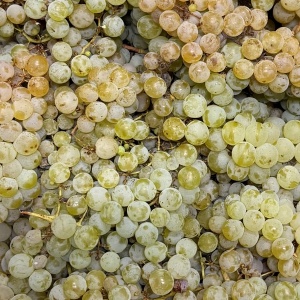 Struguri Muscat Ottonel, ECO, 1kg - Img 2
