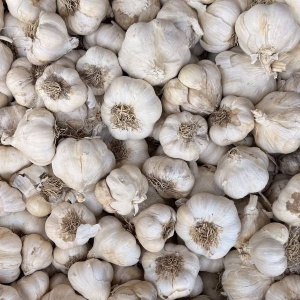 Usturoi de toamna romanesc, ECO, 1kg