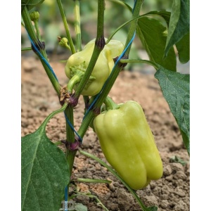 Ardei gras, ECO, min 450g - Img 2