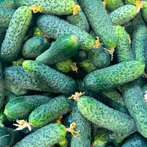 Castraveti cornison, ECO, 1kg