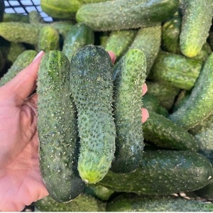 Castraveti cornison, ECO, 1kg
