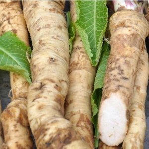 Hrean, ECO, 1 buc (aprox 80-100g)
