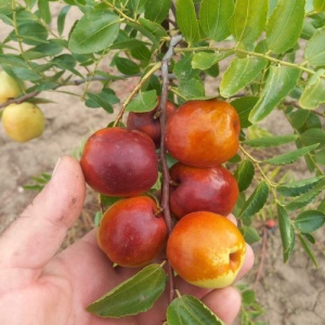 Mix Jujube românești (curmale chinezești) – 400 g (rotunde si ovale) - Img 2
