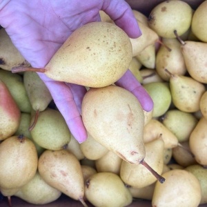 Pere Kosia, ECO, 500g