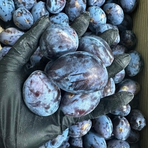 Prune Stanley romanesti, ECO, 3 kg (coapte)
