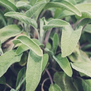Salvie Eco, 30g.