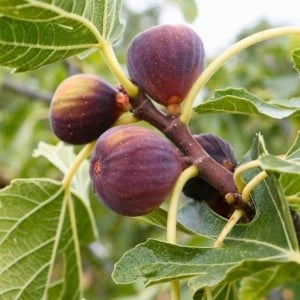 Smochine romanesti, nestropite