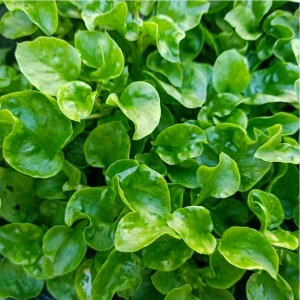Creson de iarna, ECO, 120g