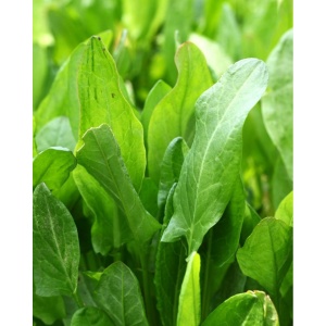 Macris romanesc, ECO, 30g
