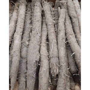 Pastarnac salbatic, ECO, 1kg (SVM)