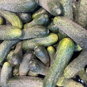 Castraveti cornison, ECO, 1kg - Img 2