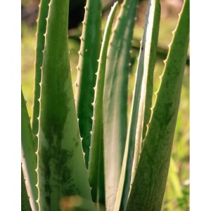 Frunza de aloe vera, ECO, 1buc (min 200g)