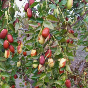 Mix Jujube românești (curmale chinezești) – 400 g (rotunde si ovale) - Img 3