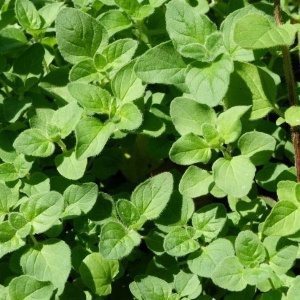 Oregano, ECO, 30g