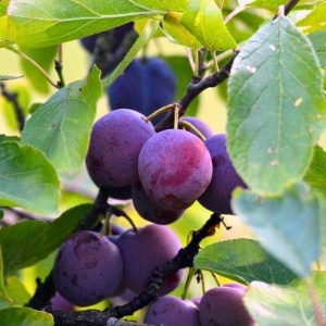 Prune Anna Spath, ECO, 1Kg - Img 3