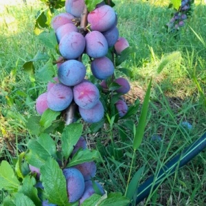 Prune pentru gem, ECO, 3kg - Img 2