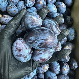 Prune Stanley romanesti, ECO, 1 kg (coapte) - Img 2