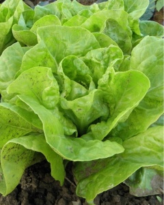 Salata, ECO, 1 buc