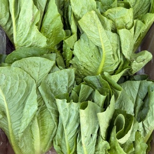 Salata, ECO, 1 buc