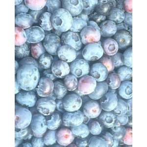 Afine romanesti soi Duke, ECO, 500g - Img 2