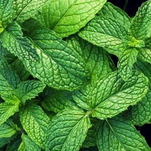 Menta,ECO, 30g