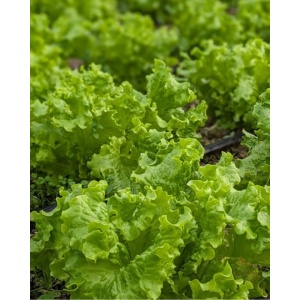 Salata creata, ECO, 1 buc