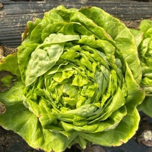 Salata verde, ECO, 1 buc