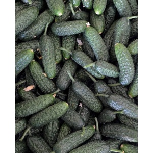 Castraveti cornison, ECO, 1kg - Img 2