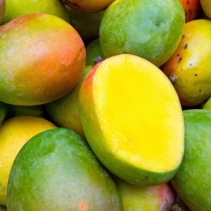 Mango Kent, ECO, 1 buc