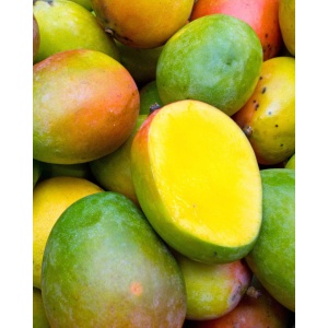 Mango Kent, ECO, 1 buc - Img 2