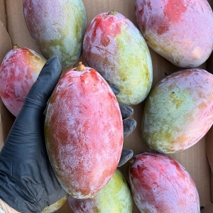 Mango Osteen, ECO, 1buc