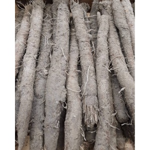 Pastarnac salbatic (Black Salsify), ECO, 300g - Img 2