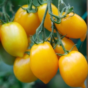 Rosii galbene ovale, ECO, 500g