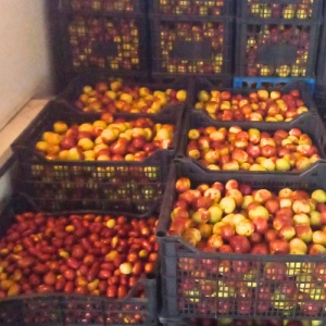 Mix Jujube românești (curmale chinezești) – 400 g (rotunde si ovale) - Img 4