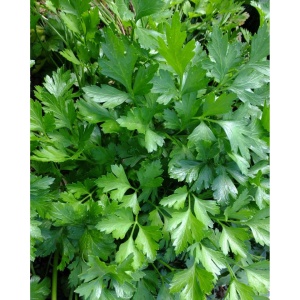 Patrunjel ecologic, 30g