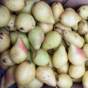 Pere Kosia, ECO, 500g - Img 3