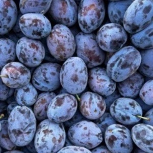 Prune Stanley ECO, 3 kg
