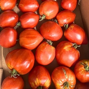 Rosii inima de bou ECO, cca 1kg
