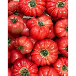 Rosii roz, fericite, ECO, 1 buc (min 500g)